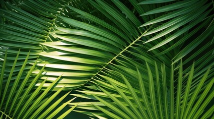Naklejka premium The spiked leaves of a small palm tree in the foreground with the background illuminated by the midday sun.