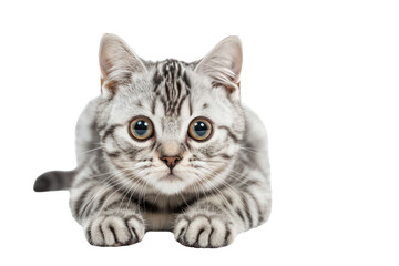 American Shorthair cat looking curiously at the camera, Isolated on a transparent background.