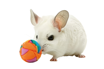 white furry chinchilla playing with a toy, Isolated on a transparent background.