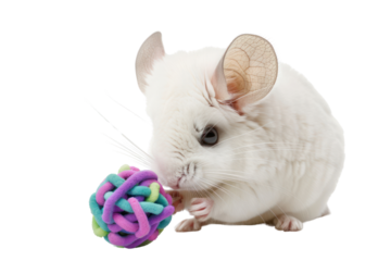 white furry chinchilla playing with a toy, Isolated on a transparent background.