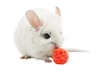 white furry chinchilla playing with a toy, Isolated on a transparent background.