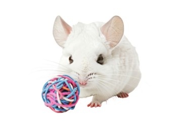 white furry chinchilla playing with a toy, Isolated on a transparent background.