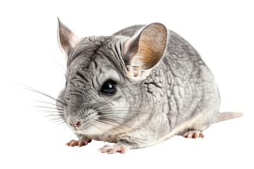 sleeping black-haired chinchilla, Isolated on a transparent background.