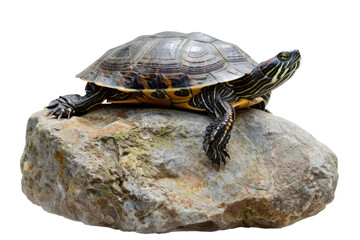Fototapeta premium freshwater turtle basking on a rock, Isolated on a transparent background.