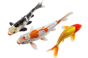 Colorful koi fish swimming,Isolated on a transparent background.