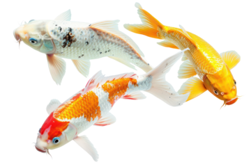 Colorful koi fish swimming,Isolated on a transparent background.