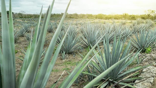 Tipical tequila agave cactus field in Mexico, agave farmong, close up