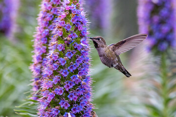 Closeup of a flying hummingbird 
