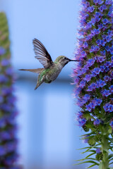 Closeup of a flying hummingbird 