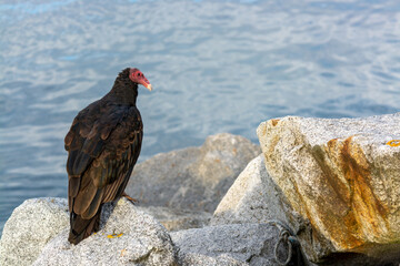 Jote de cabeza colorada (Cathartes aura)