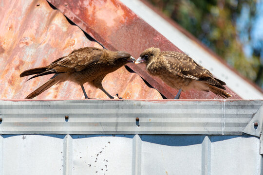 Tiuque (Milvago chimango) alimentando a su pich&oacute;n.