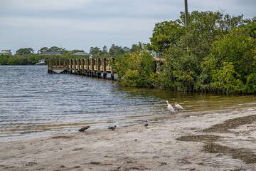 Fototapeta premium palm harbor, fl