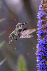 Closeup of a flying hummingbird 