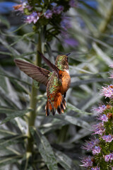 Closeup of a flying hummingbird 