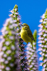 Closeup of a flying hummingbird 