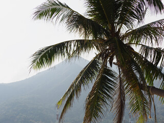 Fototapeta premium Bright palm leaves against the background of the morning sun. Sunny, clear day. Close-up, outdoor. Macro photography. Vacation and travel concept