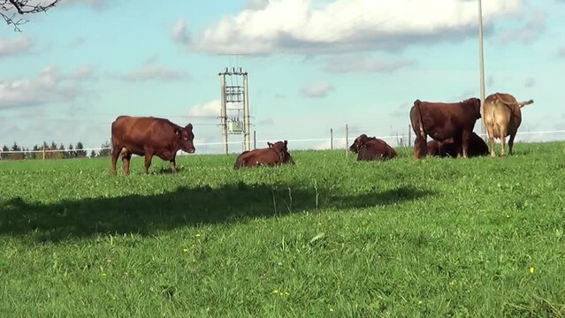 Braunvieh in Deutschland. Glückliche Kühe auf der Wiese