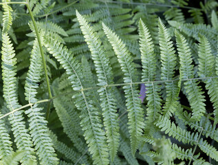 Pteridium aquilinum, also known as  common bracken, or eagle fern,