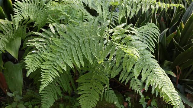 Pteridium aquilinum, also known as  common bracken, or eagle fern, is a herbaceous perennial plant 