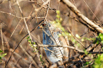 Close up of an Eastern Chanting Goshawk camouflaged in a bush at the Buffalo Springs Reserve in...