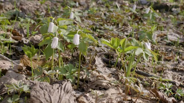 Southern Urals, flowering of the Anemonoides altaica in spring.