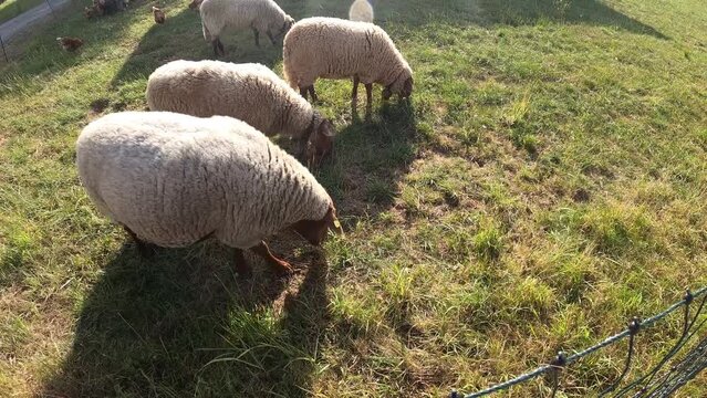 Schafe freiland auf einer Wiese	
