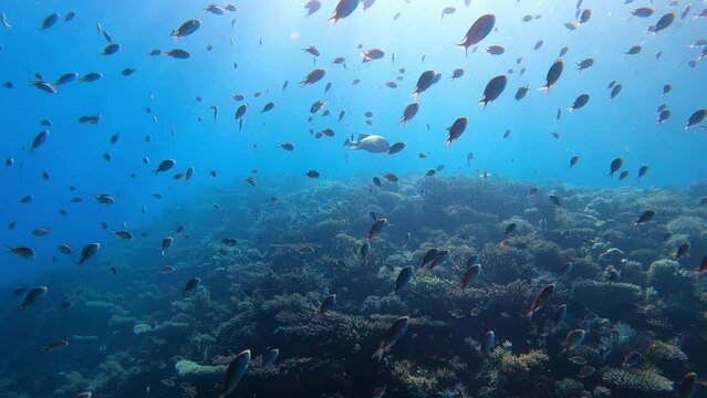 Korallen Riff im Roten Meer in &Auml;gypten	
