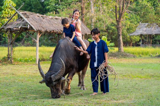 Thai children in farmer outfits are learning how to sit on buffalo to control them for plowing fields, experiencing the Thai farmer's way of life.