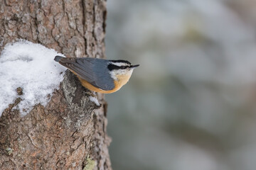 Red-breasted Nuthatch