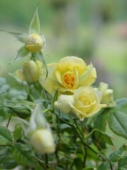 yellow roses in the garden