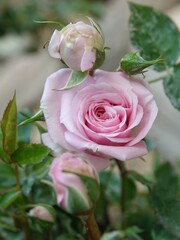 pink rose on a green background