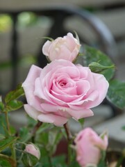 pink roses in a garden