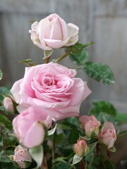 pink roses in garden