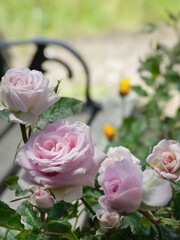 pink roses in garden