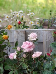 pink roses on a fence