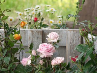 pink flowers in a garden