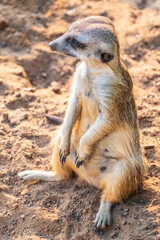 Meerkat, Suricata suricatta, on hind legs. Portrait of meerkat standing on hind legs with alert expression. Portrait of a funny meerkat sitting on its hind legs.
