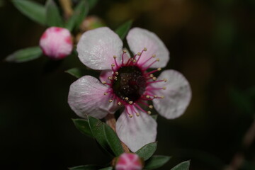 Fototapeta premium meadow, medicinal, heath, small, new south wales, alternative, apiculture, squarrosum, wildflowers, pollination, aussie, flower head, scoparium, medicine, outdoor, botanical, fresh, nectar, growth, na