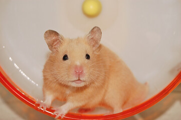 Golden hamster poses in a wheel - obrazy, fototapety, plakaty