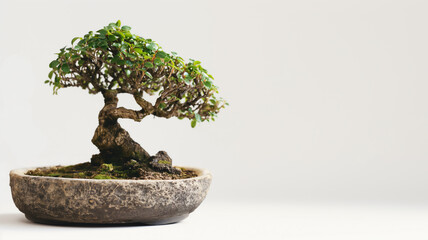 Miniature bonsai tree in a pot with a white background.