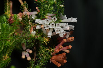 Erica curviflora L., commonly known as the Curved Heath, is a species of flowering plant in the...