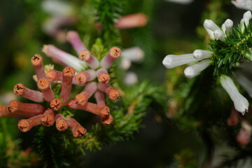 Erica curviflora L., commonly known as the Curved Heath, is a species of flowering plant in the family Ericaceae.|歐石楠 - obrazy, fototapety, plakaty