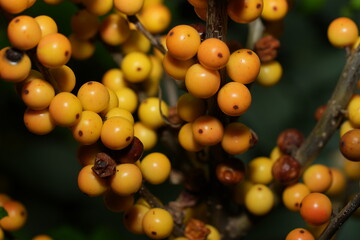 The Yellow-berried Holly, scientifically known as Ilex serrata, is a species of holly native to eastern Asia, particularly Japan, Korea, and China.黄色浆果冬青树