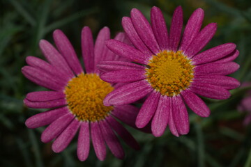 Fototapeta premium Argyranthemum frutescens, commonly known as Marguerite Daisy or Paris Daisy, is a species of flowering plant in the Asteraceae family.|木茼蒿