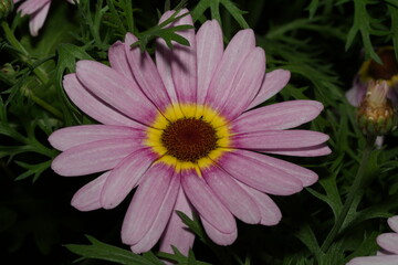Fototapeta premium Glebionis carinatum, formerly known as Chrysanthemum carinatum and commonly referred to as the Tricolor Chrysanthemum or Painted Daisy, is a species of flowering plant in the Asteraceae family. | 花環菊