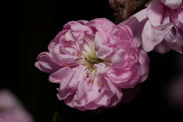 Prunus serrulata 'Kanzan' is a cultivar of the Japanese flowering cherry, also known as Sakura. It is one of the most popular and widely planted ornamental cherry trees worldwide.|關山櫻|櫻花
