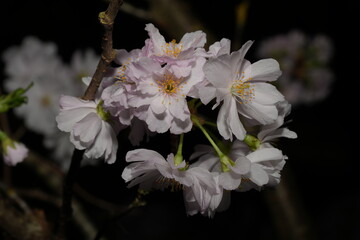 Cerasus lannesiana, also known as Prunus lannesiana, is a species of flowering cherry tree native to Japan. It belongs to the Rosaceae family. 