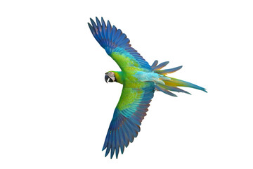 Colorful flying Buff Gold​ Macaw parrot isolated on transparent background png file	