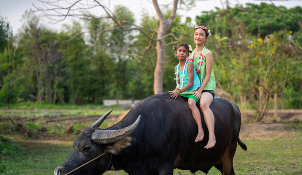 Thai children in farmer outfits are learning how to sit on buffalo to control them for plowing fields, experiencing the Thai farmer's way of life.