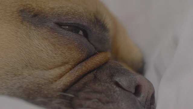 A close-up image capturing a serene moment, featuring the gentle face of a sleeping French Bulldog, with its eyes nearly closed and a peaceful expression